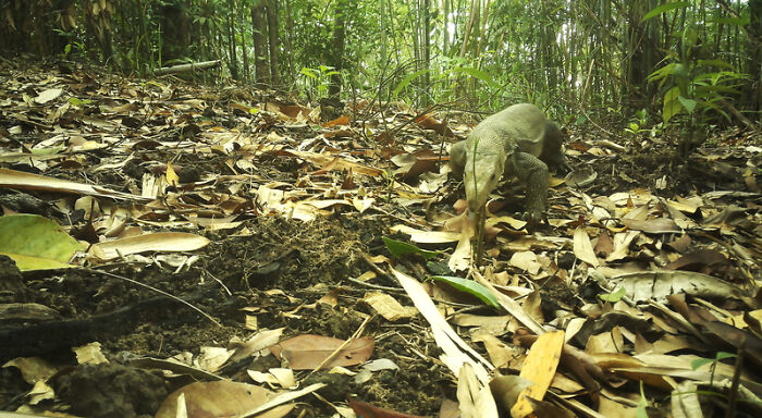 Camera Traps Capture Rare Wildlife In Remote Asian Forest, Here Are 69 Photos