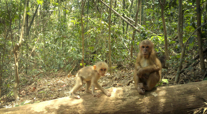 Camera Traps Capture Rare Wildlife In Remote Asian Forest, Here Are 69 Photos