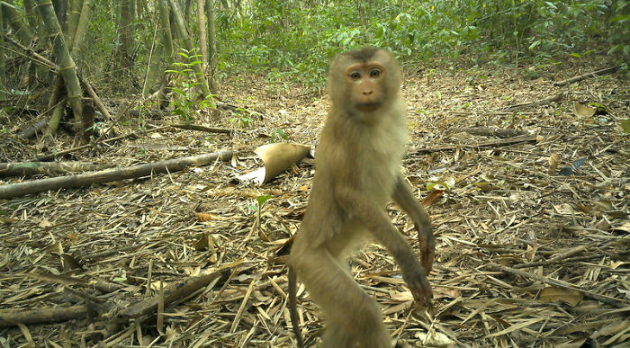Camera Traps Capture Rare Wildlife In Remote Asian Forest, Here Are 69 Photos