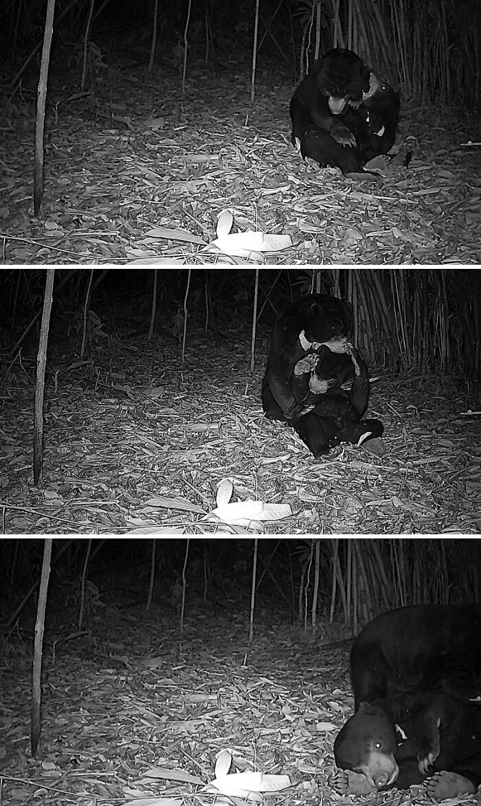 Camera Traps Capture Rare Wildlife In Remote Asian Forest, Here Are 69 Photos