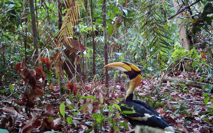 Camera Traps Capture Rare Wildlife In Remote Asian Forest, Here Are 69 Photos