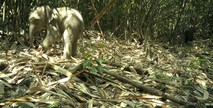 Camera Traps Capture Rare Wildlife In Remote Asian Forest, Here Are 69 Photos