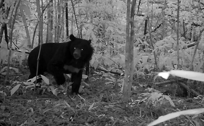 Camera Traps Capture Rare Wildlife In Remote Asian Forest, Here Are 69 Photos