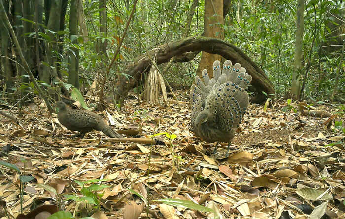 Camera Traps Capture Rare Wildlife In Remote Asian Forest, Here Are 69 Photos