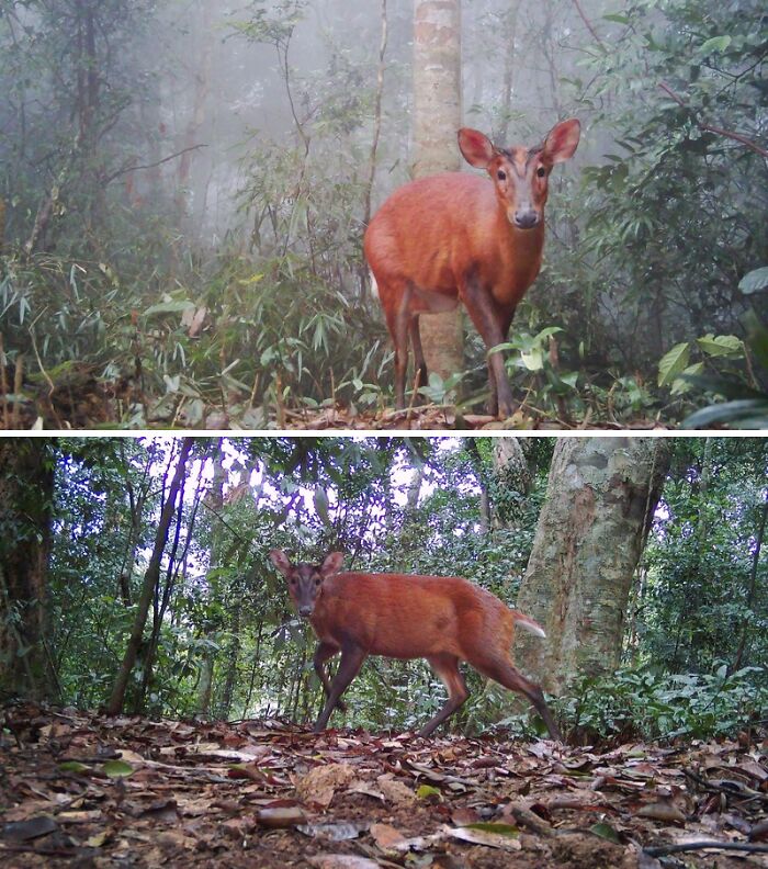 Camera Traps Capture Rare Wildlife In Remote Asian Forest, Here Are 69 Photos