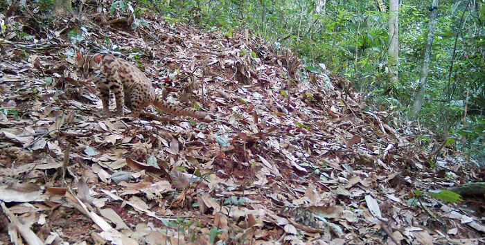 Camera Traps Capture Rare Wildlife In Remote Asian Forest, Here Are 69 Photos