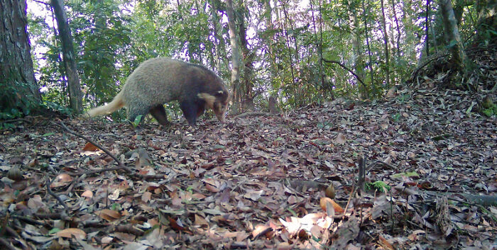 Camera Traps Capture Rare Wildlife In Remote Asian Forest, Here Are 69 Photos