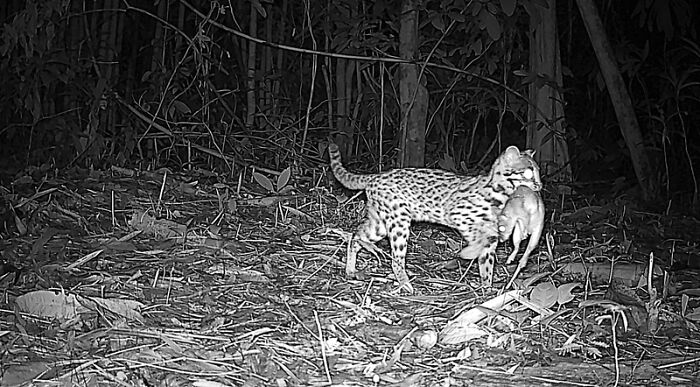 Camera Traps Capture Rare Wildlife In Remote Asian Forest, Here Are 69 Photos