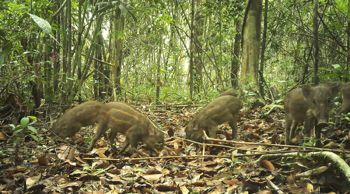 Camera Traps Capture Rare Wildlife In Remote Asian Forest, Here Are 69 Photos