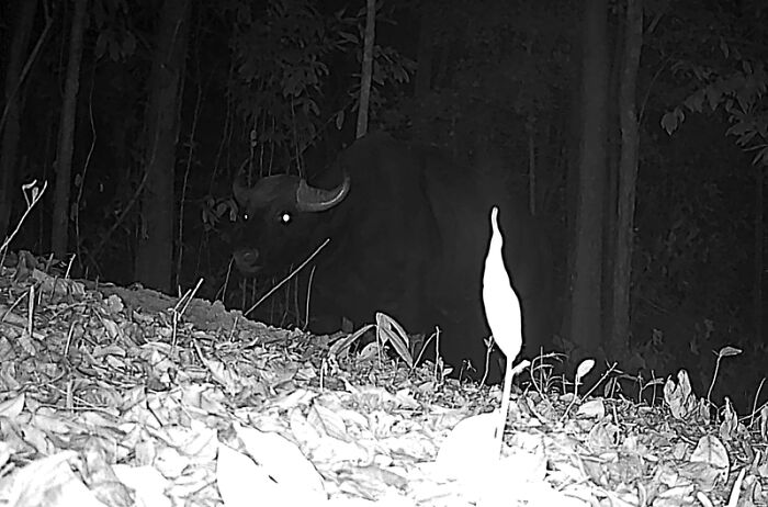 Camera Traps Capture Rare Wildlife In Remote Asian Forest, Here Are 69 Photos
