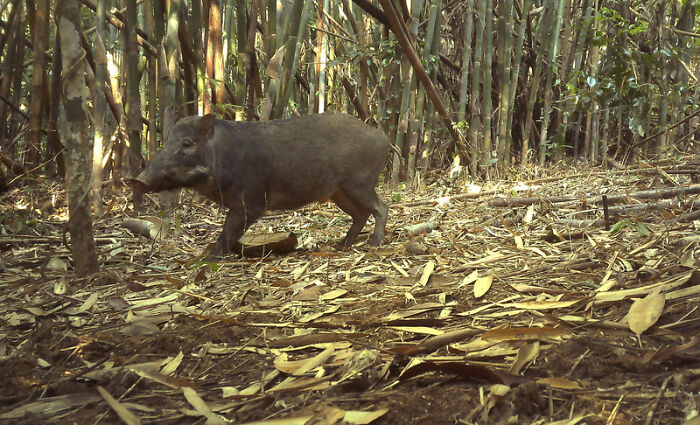 Camera Traps Capture Rare Wildlife In Remote Asian Forest, Here Are 69 Photos