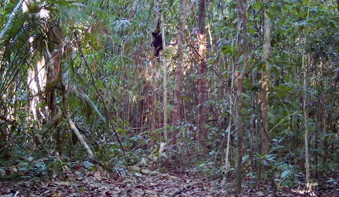 Camera Traps Capture Rare Wildlife In Remote Asian Forest, Here Are 69 Photos
