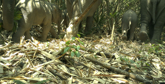Camera Traps Capture Rare Wildlife In Remote Asian Forest, Here Are 69 Photos