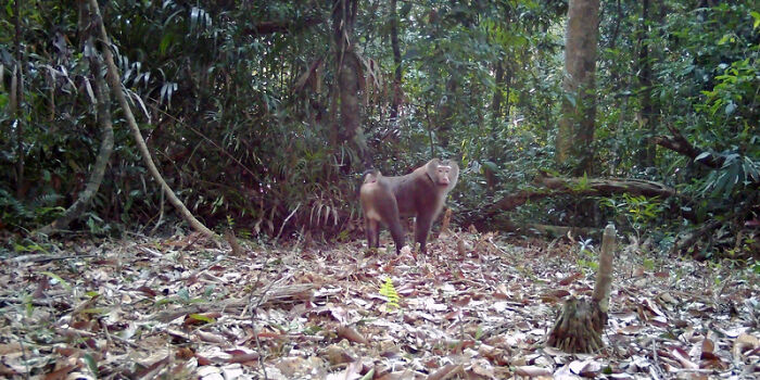 Camera Traps Capture Rare Wildlife In Remote Asian Forest, Here Are 69 Photos