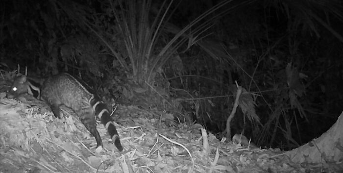 Camera Traps Capture Rare Wildlife In Remote Asian Forest, Here Are 69 Photos