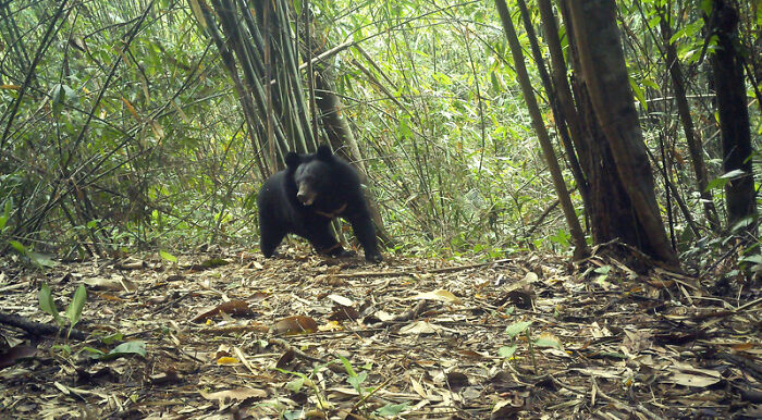 Camera Traps Capture Rare Wildlife In Remote Asian Forest, Here Are 69 Photos