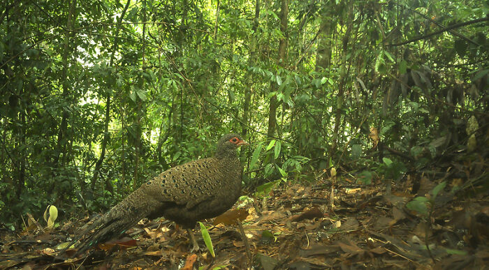 Camera Traps Capture Rare Wildlife In Remote Asian Forest, Here Are 69 Photos