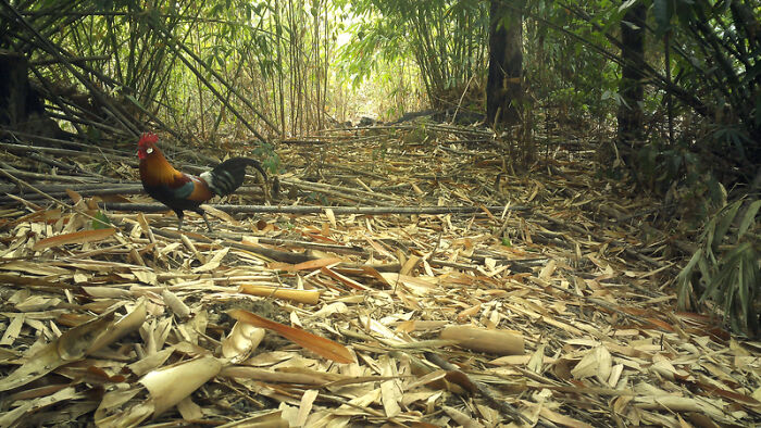Camera Traps Capture Rare Wildlife In Remote Asian Forest, Here Are 69 Photos
