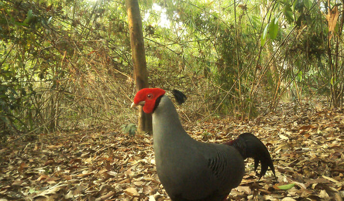 Camera Traps Capture Rare Wildlife In Remote Asian Forest, Here Are 69 Photos