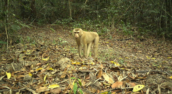 Camera Traps Capture Rare Wildlife In Remote Asian Forest, Here Are 69 Photos