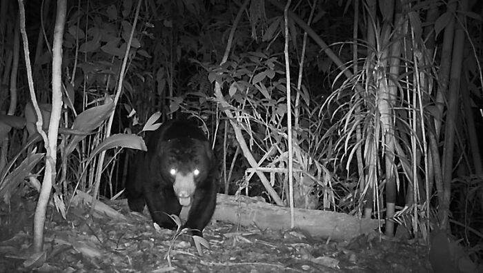 Camera Traps Capture Rare Wildlife In Remote Asian Forest, Here Are 69 Photos