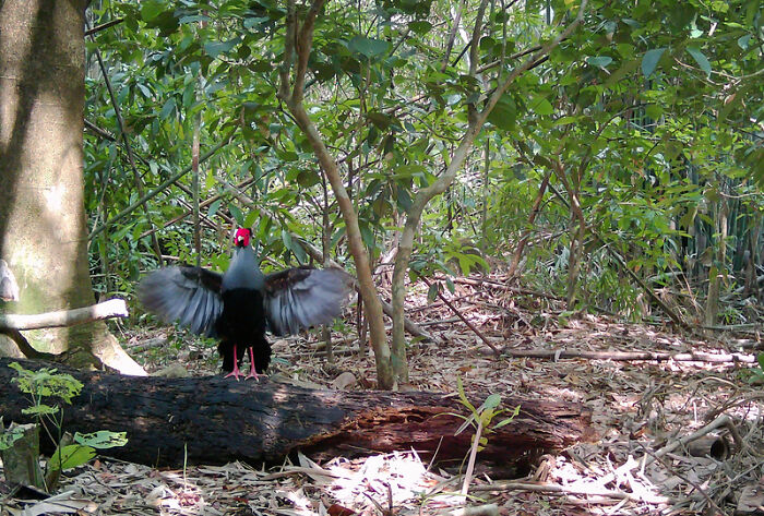 Camera Traps Capture Rare Wildlife In Remote Asian Forest, Here Are 69 Photos
