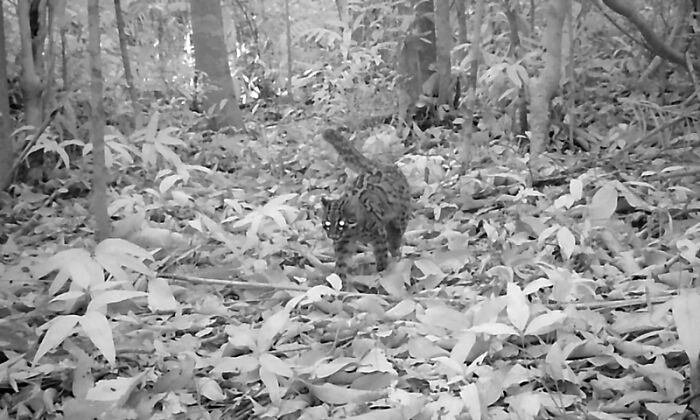 Camera Traps Capture Rare Wildlife In Remote Asian Forest, Here Are 69 Photos