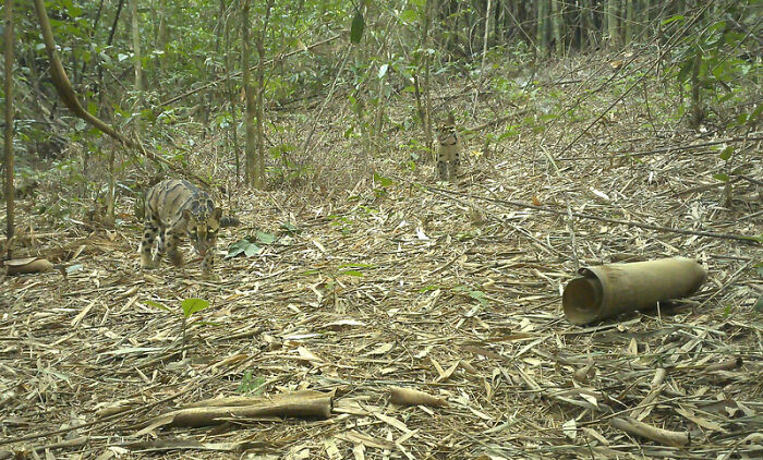 Camera Traps Capture Rare Wildlife In Remote Asian Forest, Here Are 69 Photos