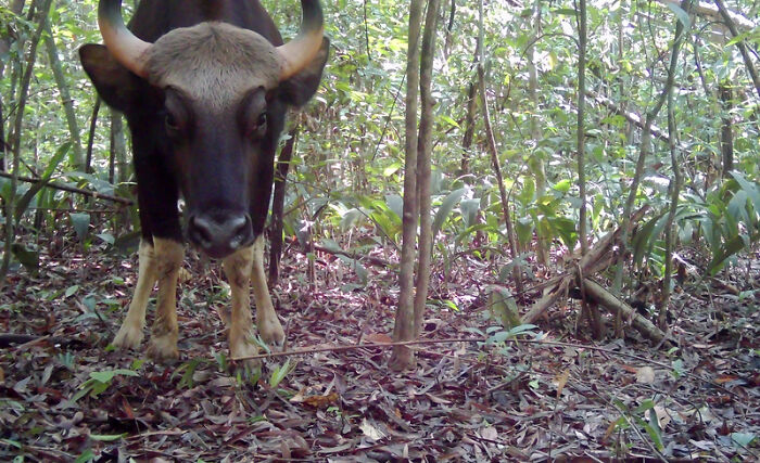 Camera Traps Capture Rare Wildlife In Remote Asian Forest, Here Are 69 Photos
