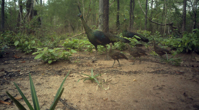 Camera Traps Capture Rare Wildlife In Remote Asian Forest, Here Are 69 Photos