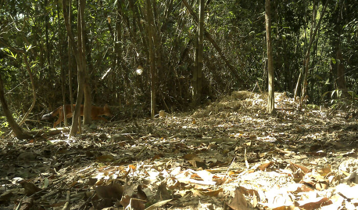 Camera Traps Capture Rare Wildlife In Remote Asian Forest, Here Are 69 Photos