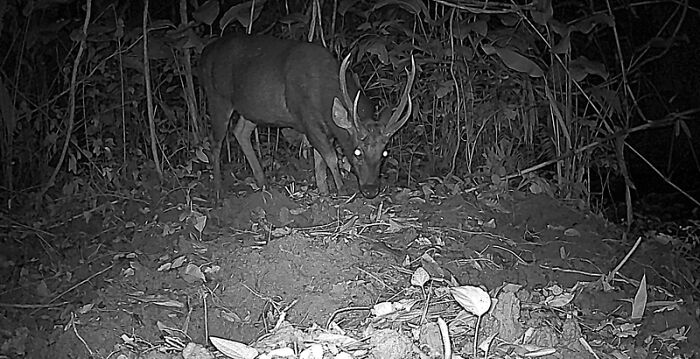 Camera Traps Capture Rare Wildlife In Remote Asian Forest, Here Are 69 Photos