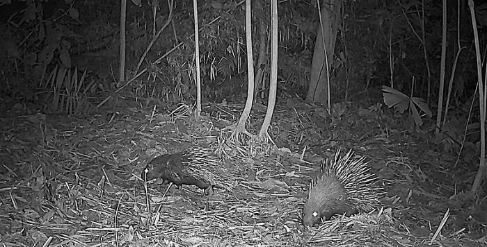 Camera Traps Capture Rare Wildlife In Remote Asian Forest, Here Are 69 Photos