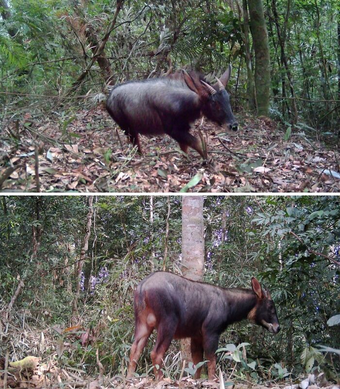 Camera Traps Capture Rare Wildlife In Remote Asian Forest, Here Are 69 Photos