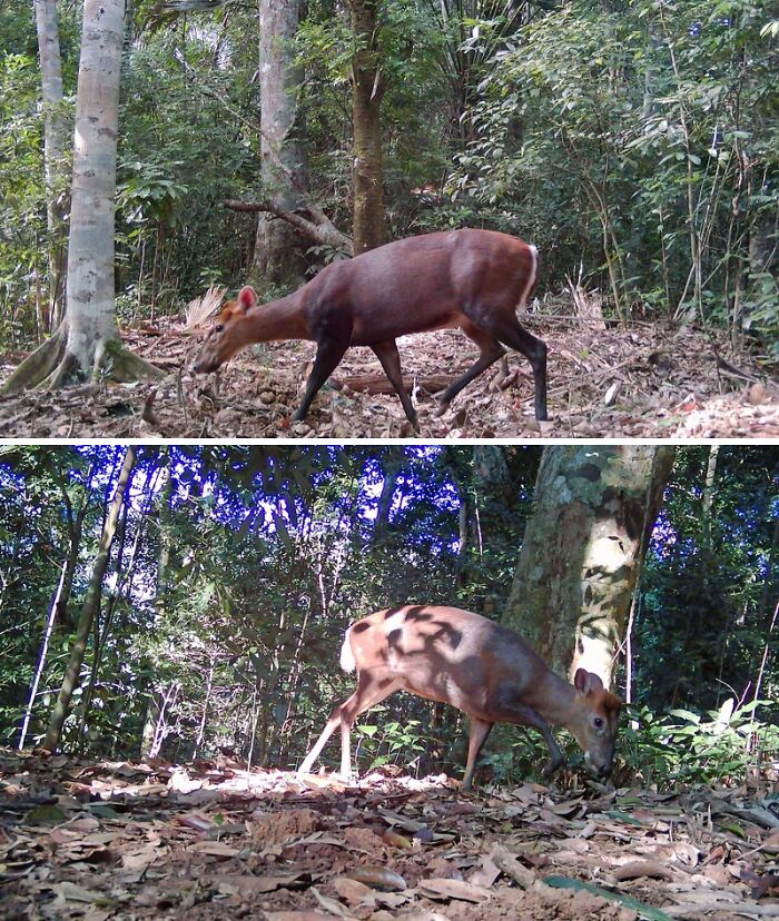 Camera Traps Capture Rare Wildlife In Remote Asian Forest, Here Are 69 Photos