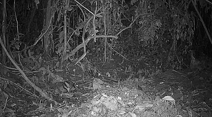 Camera Traps Capture Rare Wildlife In Remote Asian Forest, Here Are 69 Photos