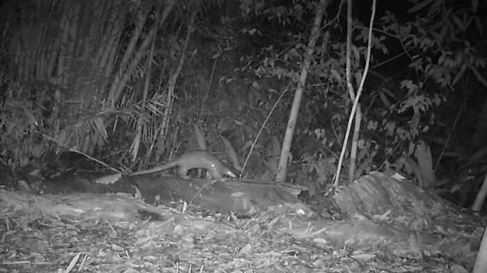 Camera Traps Capture Rare Wildlife In Remote Asian Forest, Here Are 69 Photos