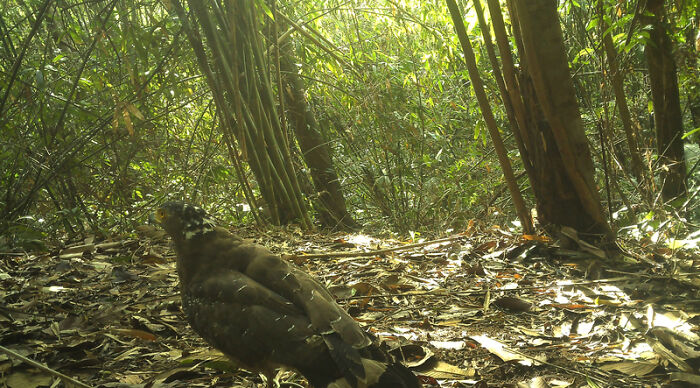 Camera Traps Capture Rare Wildlife In Remote Asian Forest, Here Are 69 Photos