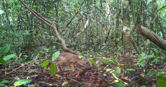 Camera Traps Capture Rare Wildlife In Remote Asian Forest, Here Are 69 Photos