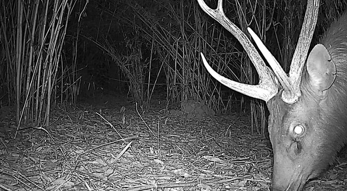 Camera Traps Capture Rare Wildlife In Remote Asian Forest, Here Are 69 Photos