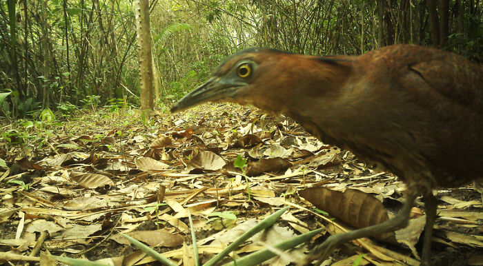 Camera Traps Capture Rare Wildlife In Remote Asian Forest, Here Are 69 Photos