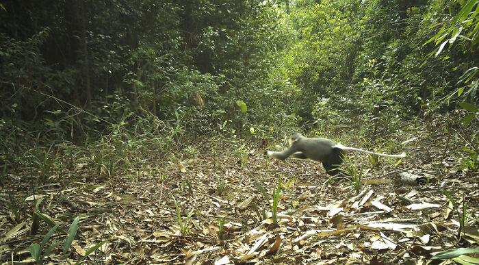 Camera Traps Capture Rare Wildlife In Remote Asian Forest, Here Are 69 Photos