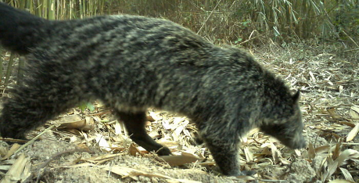 Camera Traps Capture Rare Wildlife In Remote Asian Forest, Here Are 69 Photos