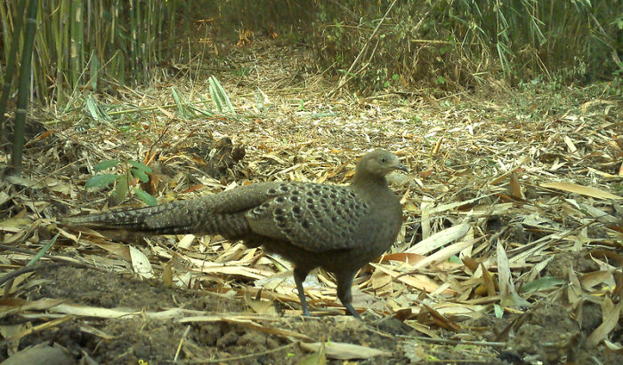 Camera Traps Capture Rare Wildlife In Remote Asian Forest, Here Are 69 Photos