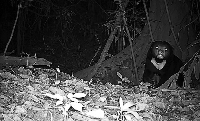 Camera Traps Capture Rare Wildlife In Remote Asian Forest, Here Are 69 Photos