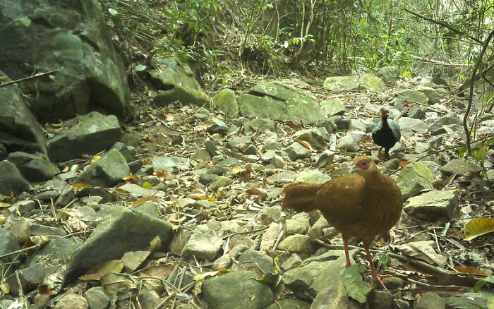 Camera Traps Capture Rare Wildlife In Remote Asian Forest, Here Are 69 Photos
