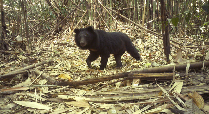 Camera Traps Capture Rare Wildlife In Remote Asian Forest, Here Are 69 Photos