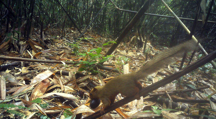 Camera Traps Capture Rare Wildlife In Remote Asian Forest, Here Are 69 Photos