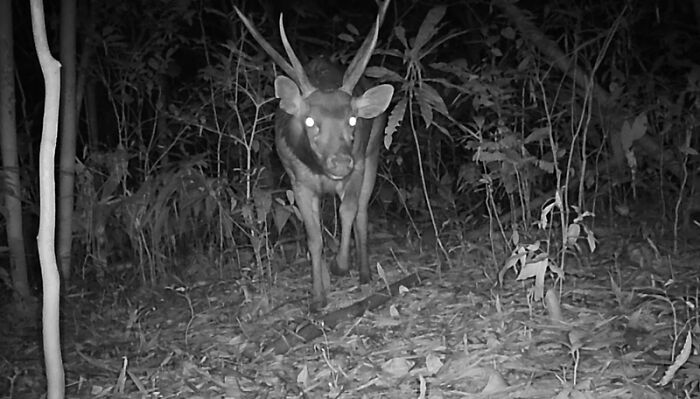 Camera Traps Capture Rare Wildlife In Remote Asian Forest, Here Are 69 Photos