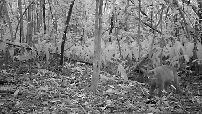 Camera Traps Capture Rare Wildlife In Remote Asian Forest, Here Are 69 Photos